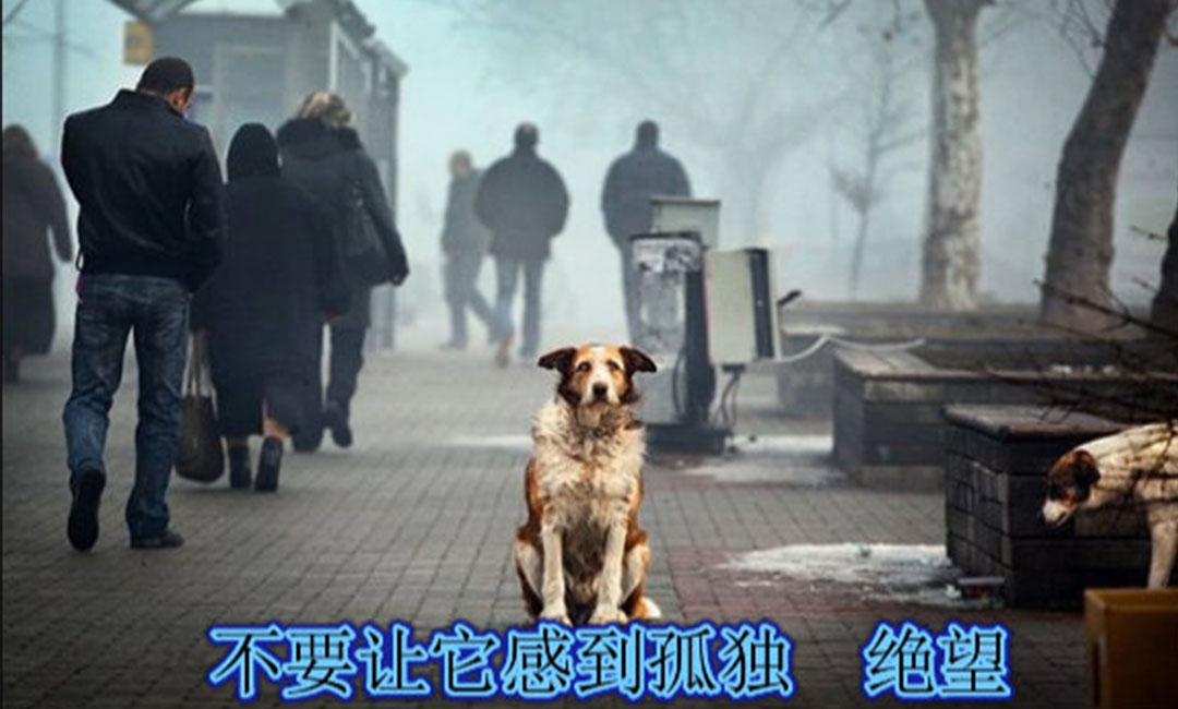 东方东方爱影圈微博微信转发案例